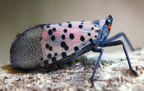 Spotted Lantern Fly