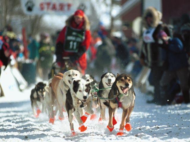 Iditarod Trail Sled Dog Race